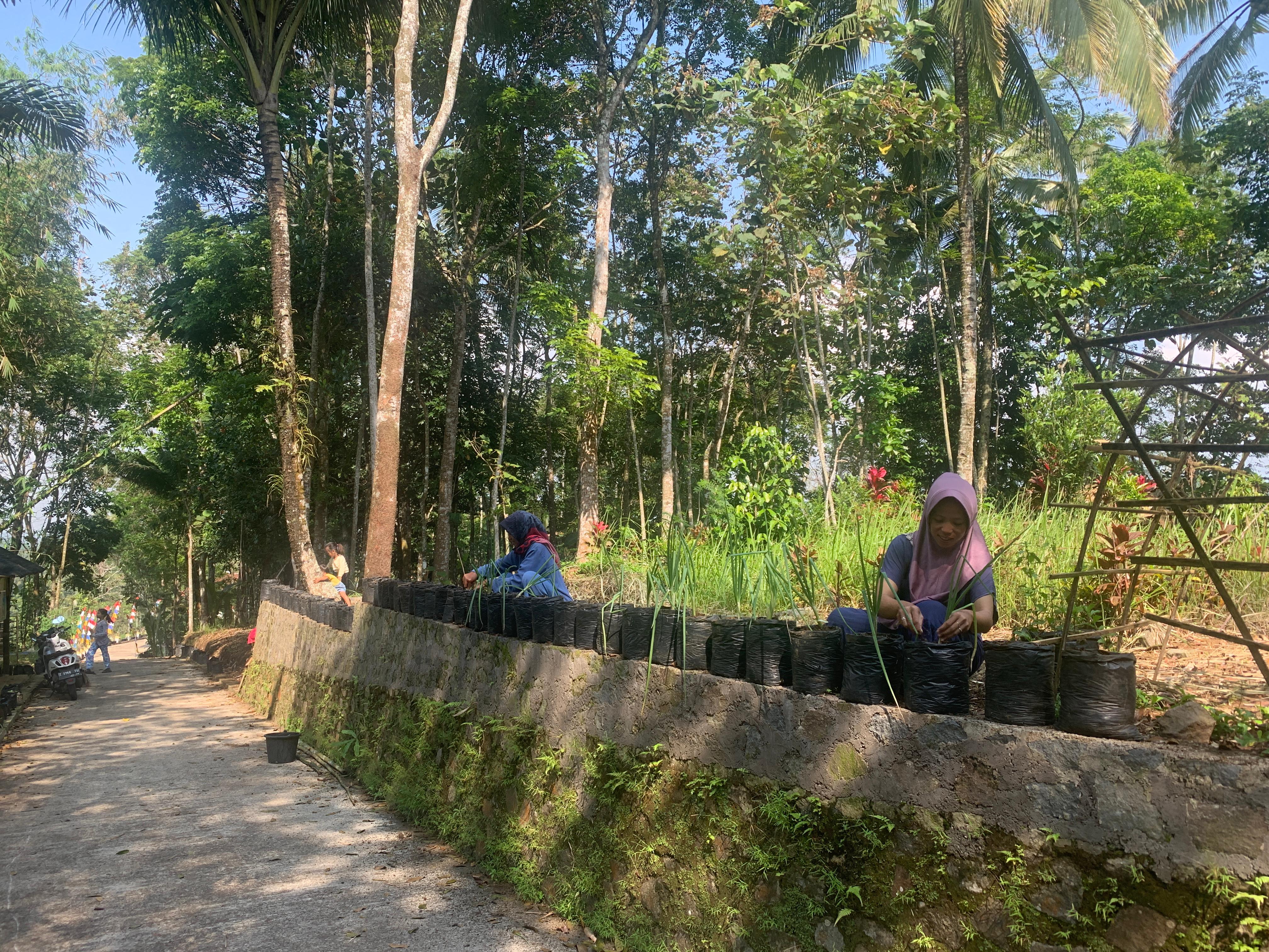 PIRUS (PIPIR DI URUS)