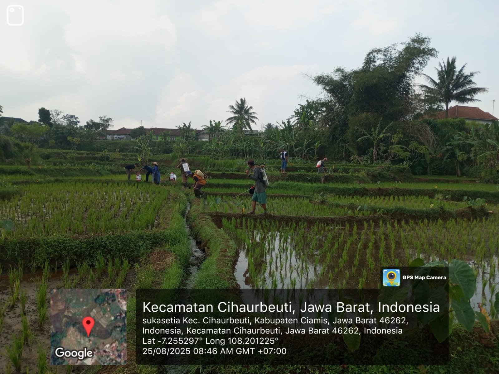 PENGENDALIAN HAMA WERENG TANAMAN PADI